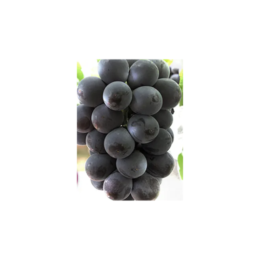 岡山 無核 Pione葡萄 青秀 Okayama Seedless Pione Grape Aoshu Grade